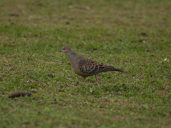 金背鳩_P3245367