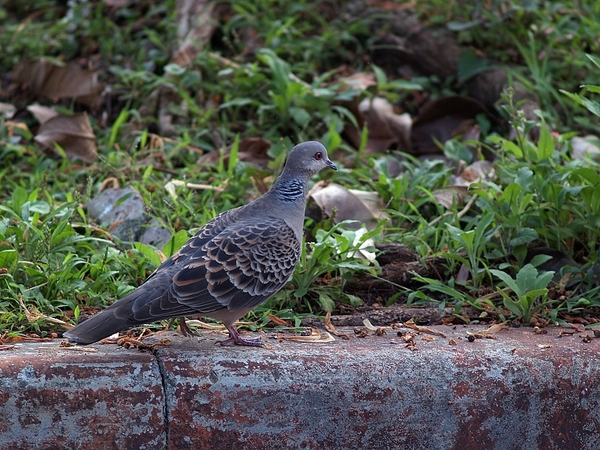 金背鳩_P4218313