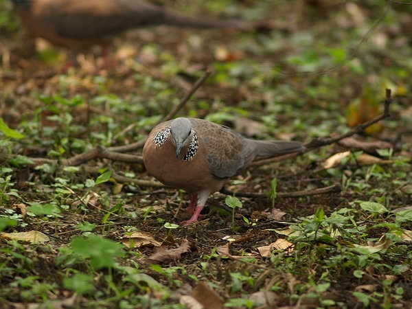 珠鵛斑鳩_P3295487