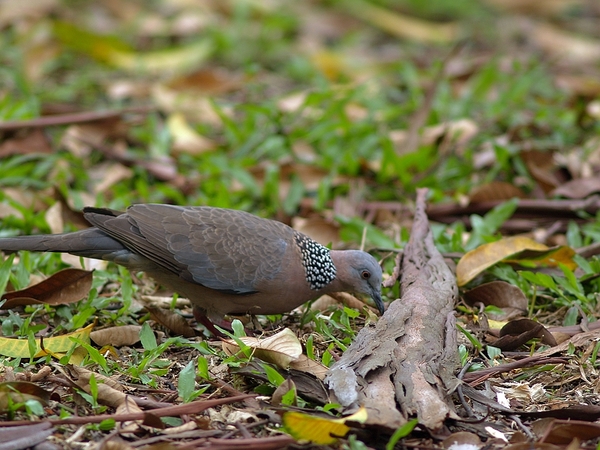 珠鵛斑鳩_P3295515