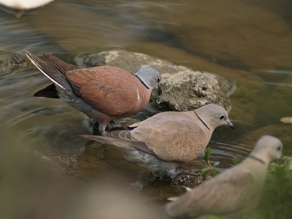 紅鳩P3104620