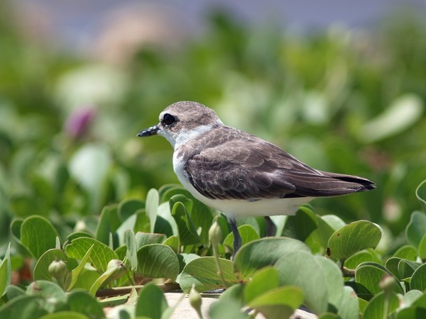 東方環頸_P7186519