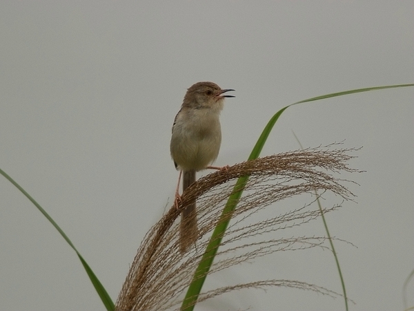 褐頭鷦鶯_P4238475