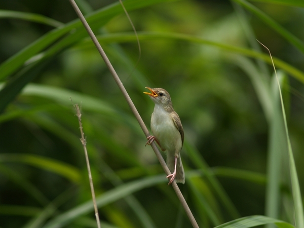 褐頭鷦鶯_P6020675