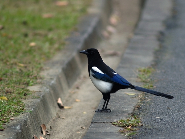 喜鵲_大安公園_PC313481