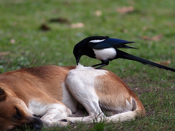 喜鵲_大安公園_PC313489