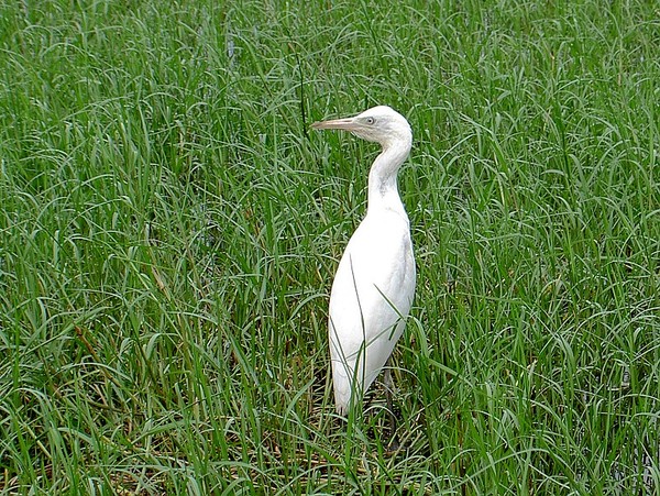 牛背鷺_PICT4450.jpg