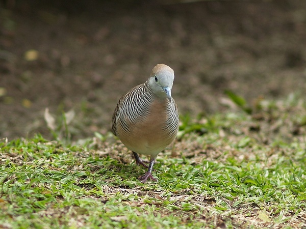 Peaceful_dove_P9220415.jpg