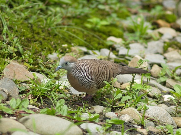 Peaceful_dove_P9220419.jpg