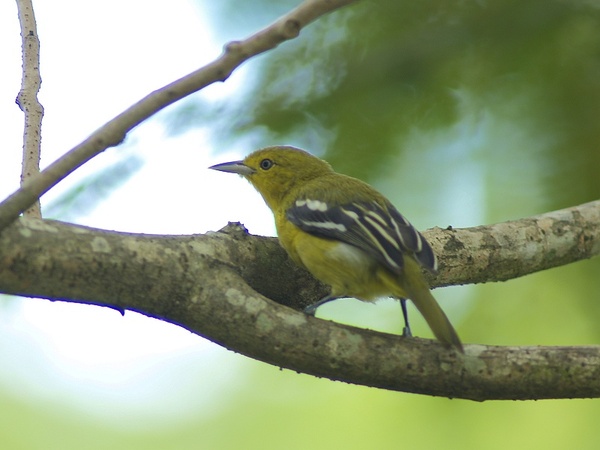 Common_iora_P9220447.jpg