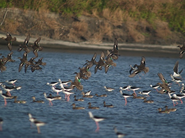 水鳥群_PA192463.jpg