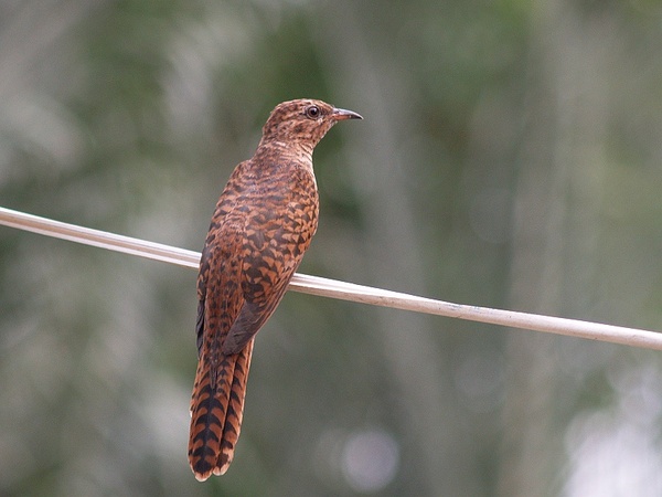 Plaintive Cuckoo_P1310617.jpg