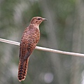 Plaintive Cuckoo_P1310617.jpg