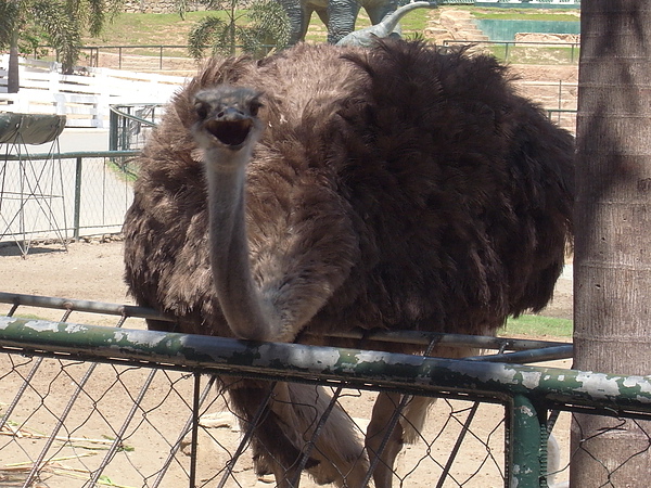 ostrich