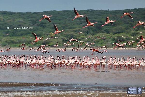 Kenya_Bogoria Fly_160719_A09_調整大小.jpg