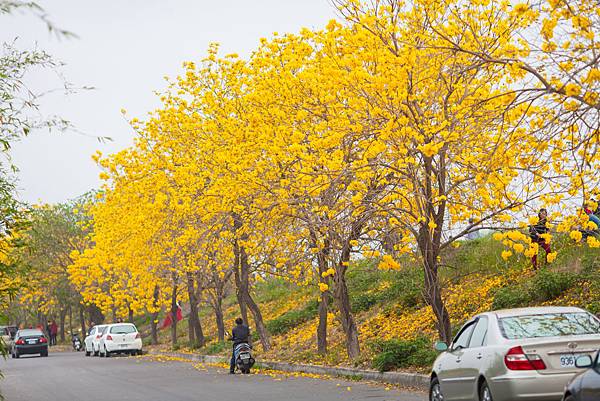 黃花風鈴木-1.jpg