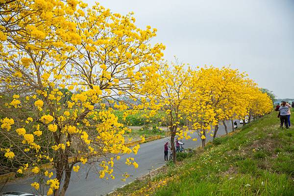 黃花風鈴木-13.jpg