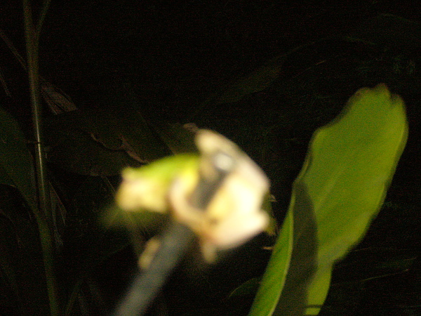 台灣樹蛙