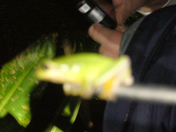 台灣樹蛙