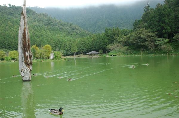 明池森林遊樂區 (10).jpg