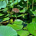 2011 0618 037.jpg