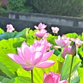 2011 0620 011.jpg