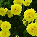 2011 1114 杭菊 026.jpg