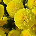 2011 1114 杭菊 035.jpg