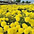 2011 1114 杭菊 037.jpg