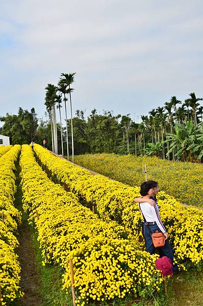 2011 1114 杭菊 044.jpg