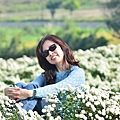 2011 1114 杭菊 047.jpg