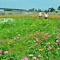 2011 1114 杭菊 050.jpg