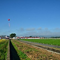 2011 1115 新社花況 001.jpg