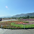 2011 1115 新社花況 061.jpg