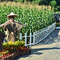 2011 1115 新社花況 067.jpg