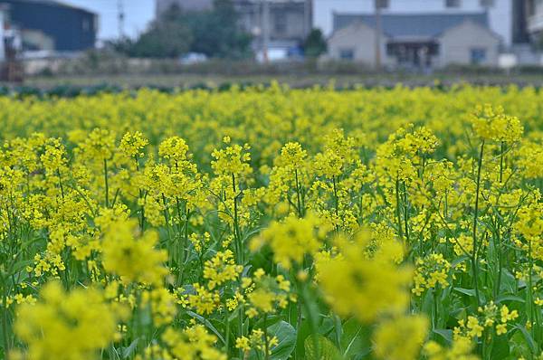 2012 0112 油菜花.jpg 2012 0112 油菜花.jpg