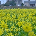 2012 0112 油菜花.jpg