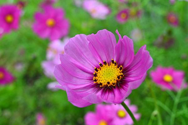 DSC_2561 DSC_2561