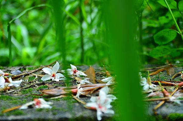 DSC_3377 DSC_3377