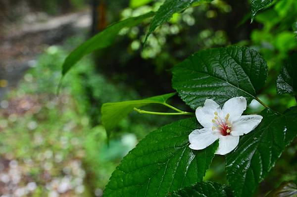 DSC_3393 DSC_3393