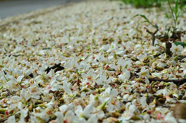 DSC_3725 DSC_3725