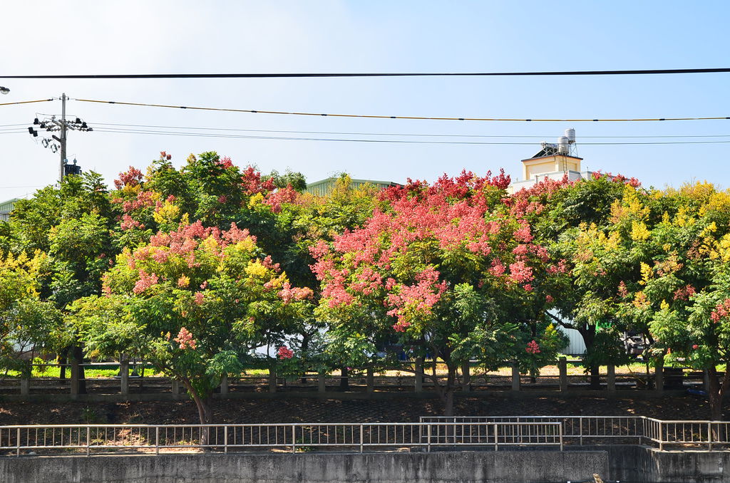 DSC_7888 DSC_7888