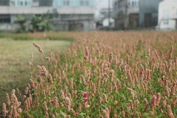 0121 003-花田間.jpg