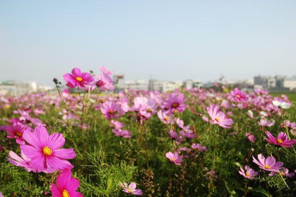 0121 042-波斯菊.jpg