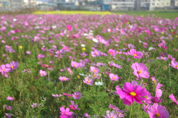 0121 053-喜歡的色調.jpg