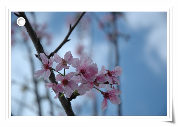 0315 049-櫻花開.jpg 0315 049-櫻花開.jpg