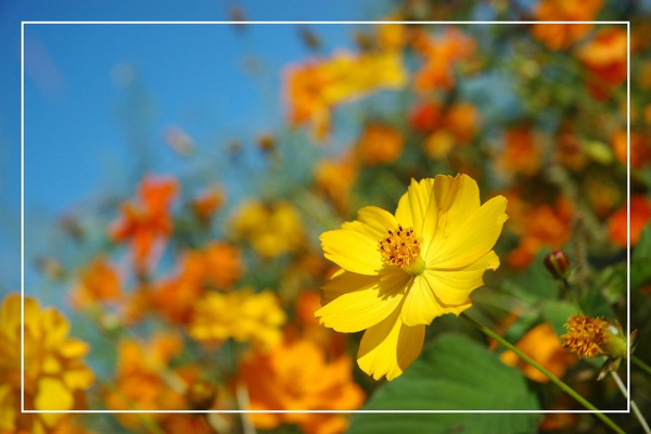 1125-新社花海 03.jpg