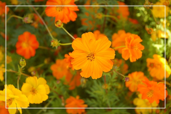 1125-新社花海 07.jpg