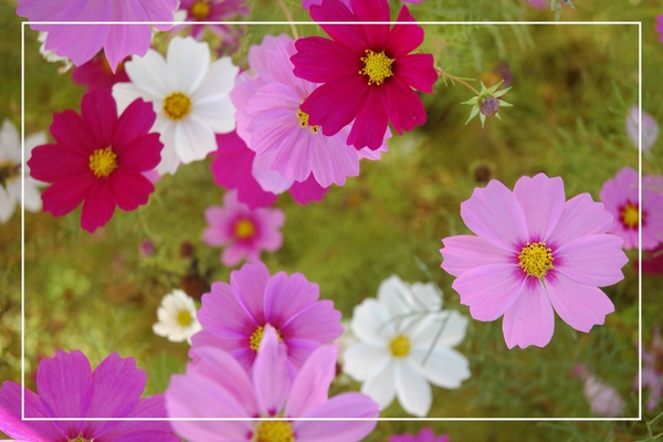 1125-新社花海 25.jpg