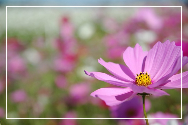 1125-新社花海 32.jpg